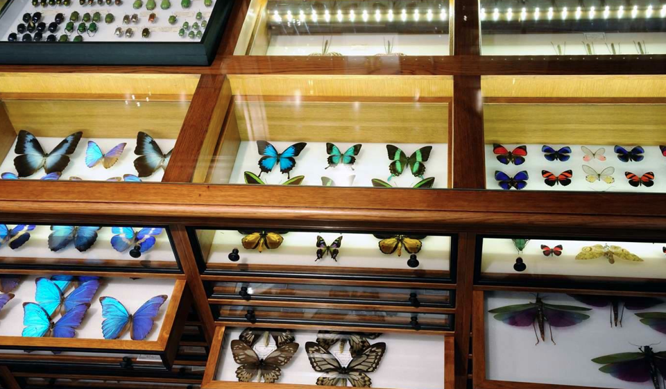 A glass display case