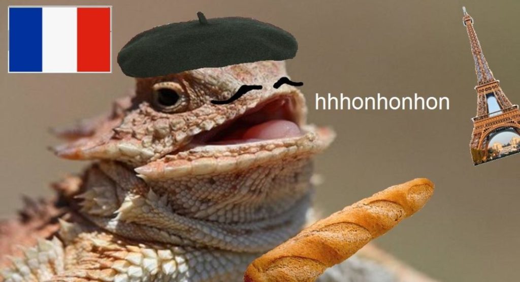 A close up of an animal