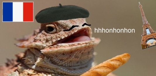A close up of an animal