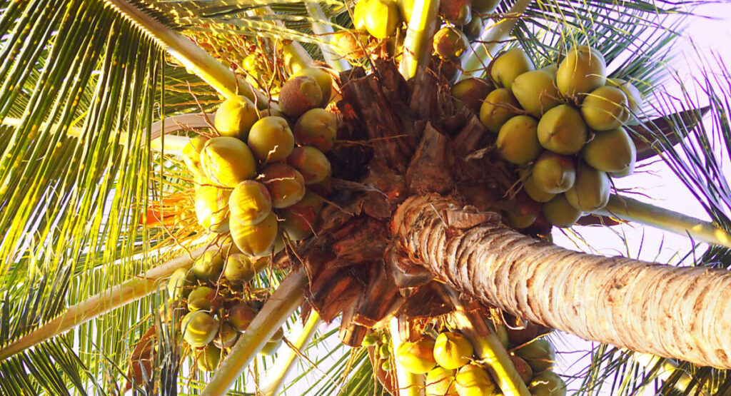 Coconut tree in the garden of Balata in Martinique.