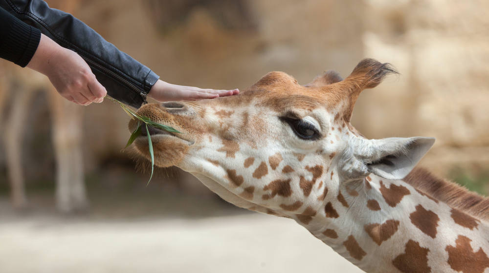 A close up of a person feeding a giraffe