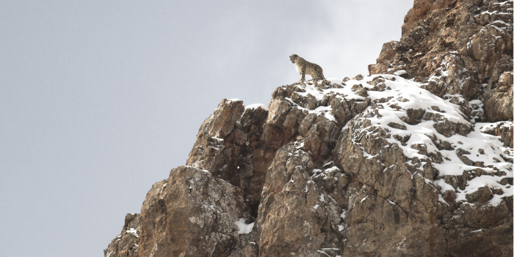 A bird standing on a rocky hill