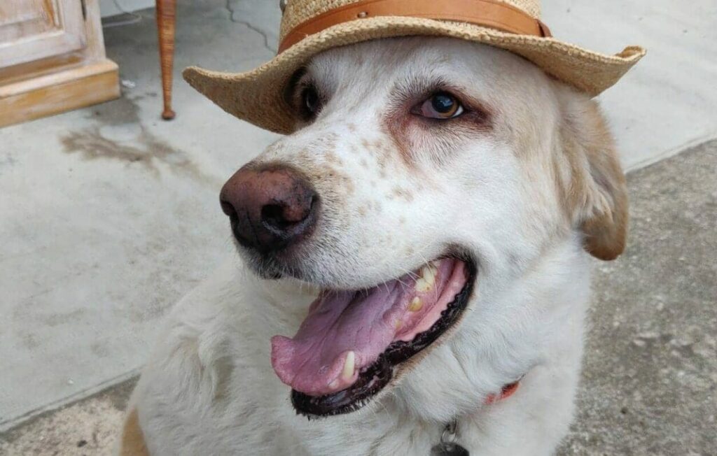 A close up of a dog wearing a hat