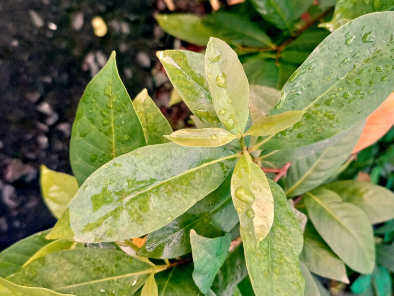 A close up of a green plant