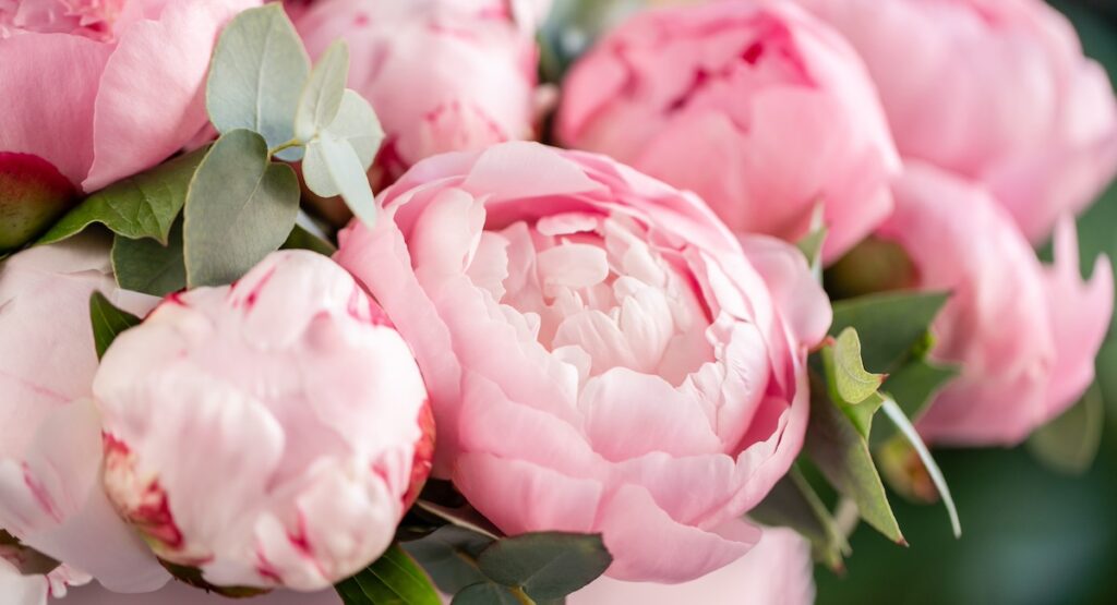Close up on pink peonies.