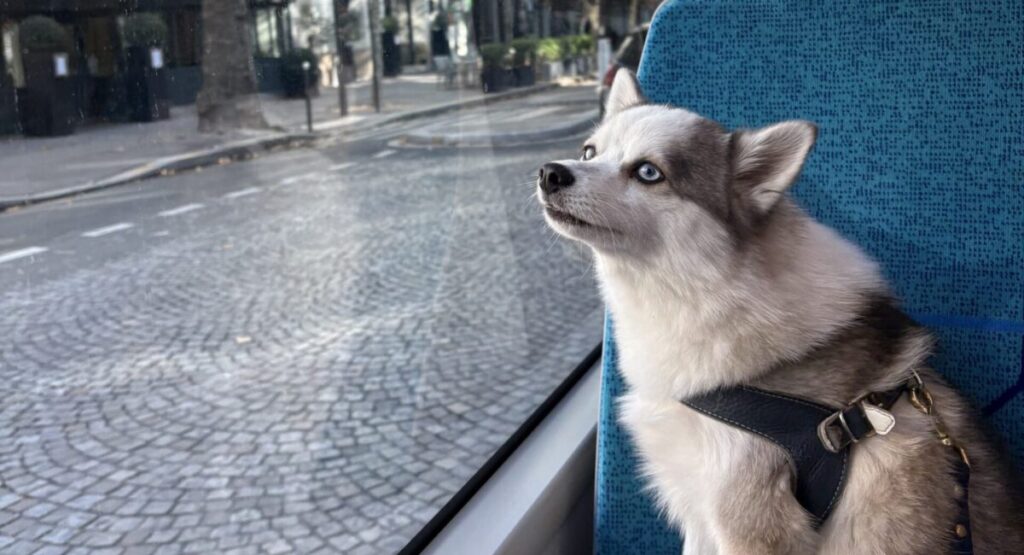 Dog staring out bus window.