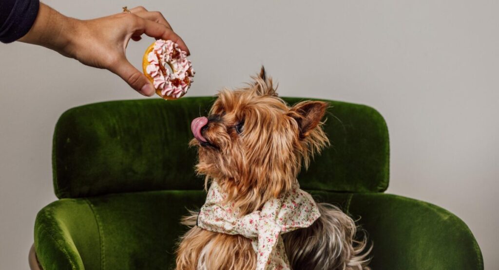 Doggy Brunch at the Kimpton Saint Honoré.
