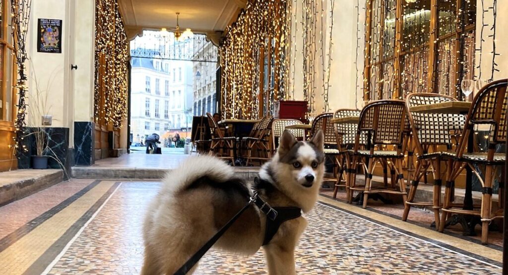 Small dog inside covered passages in Paris.