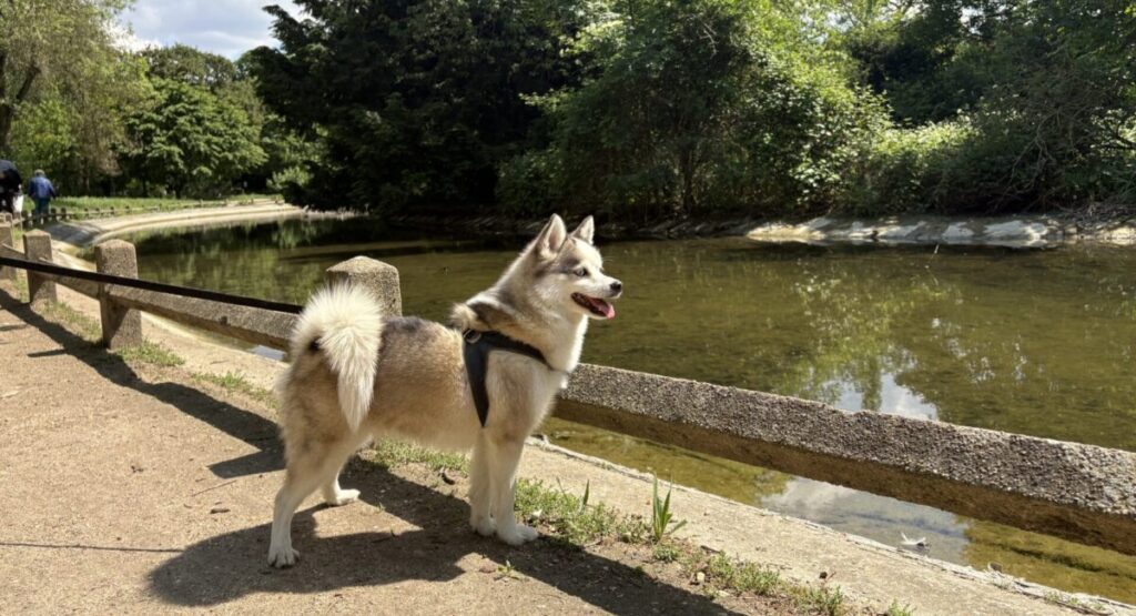 Small dog in the Bois de Boulogne.