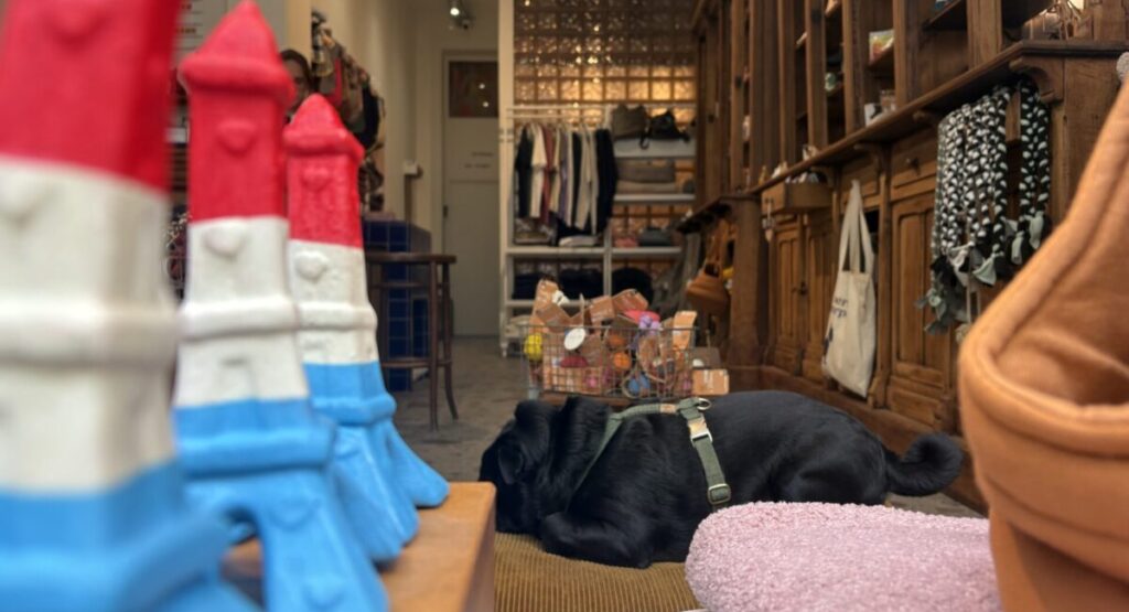 Dog lying on the floor of a pet shop in Paris.