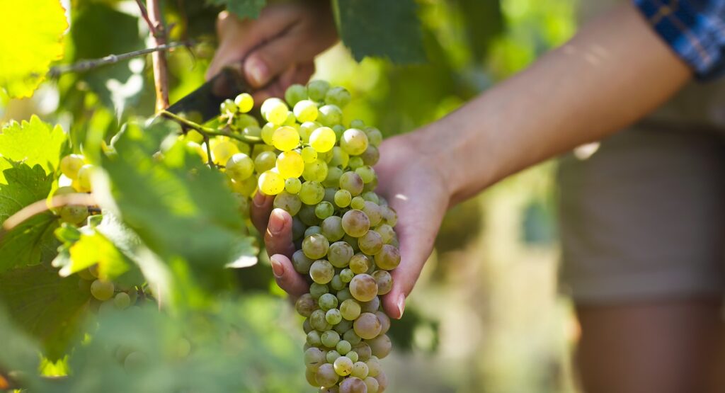 Grapes harvest. Young farmer woman with freshly harvested grapes.