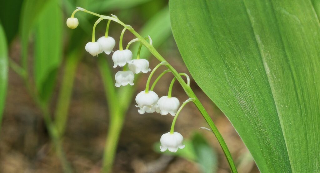 Lily of the valley in the wild