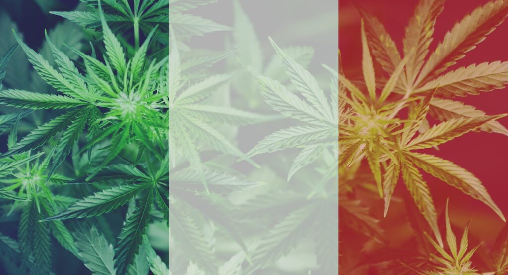 Marijuana plants superimposed over French flag.
