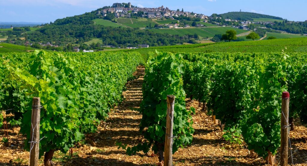 View on green vineyards around Sancerre wine making village, rows of sauvignon blanc grapes on hills with different soils, Cher, Loire valley, France