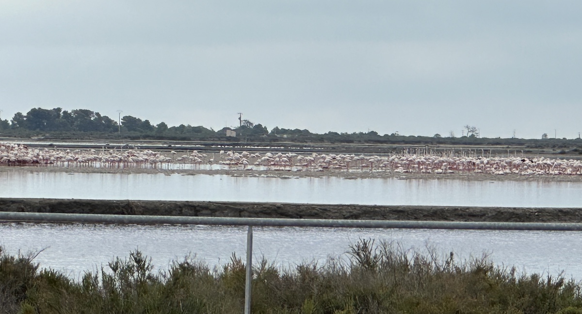 Flamingoes in the Salins d'Aigues-Mortes
