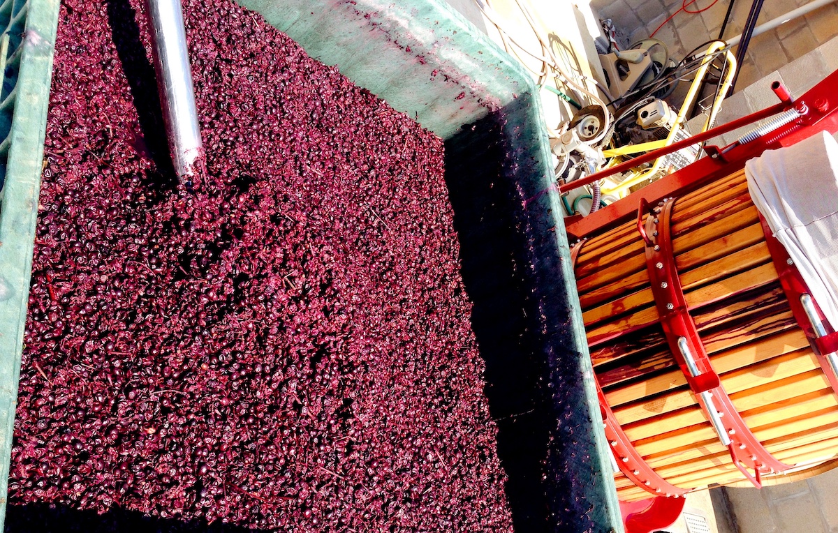 Vat of grapes being processed for wine production