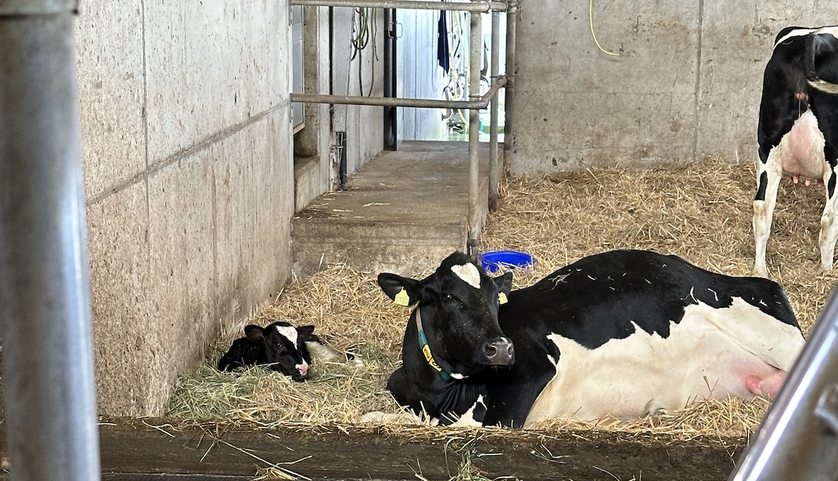 Mother and baby cow