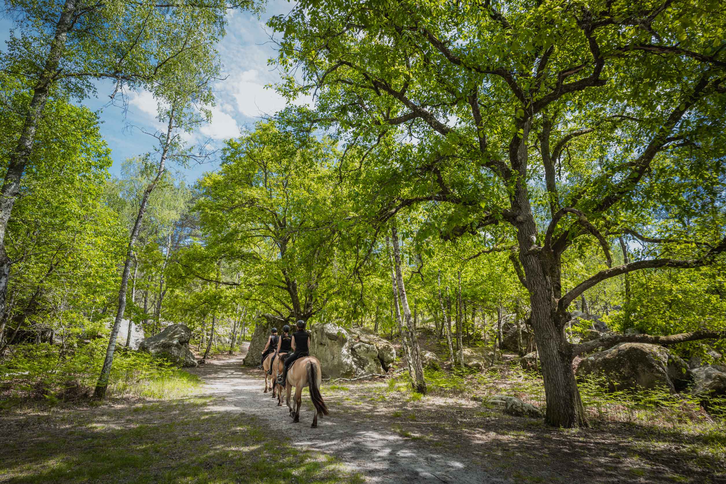 horseback fontainebleau 