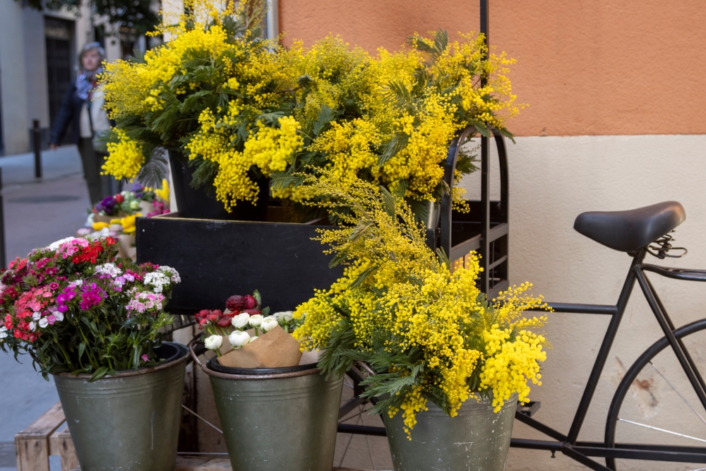 french spring flower mimosa