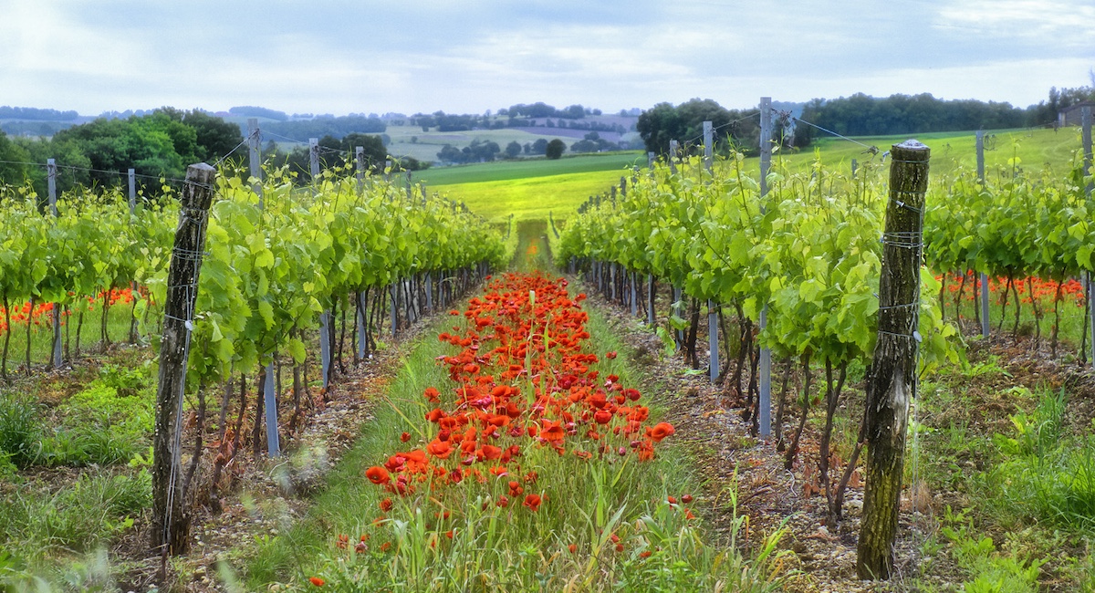 Poppies growing in vineyards in Chateauneuf-du-Pape