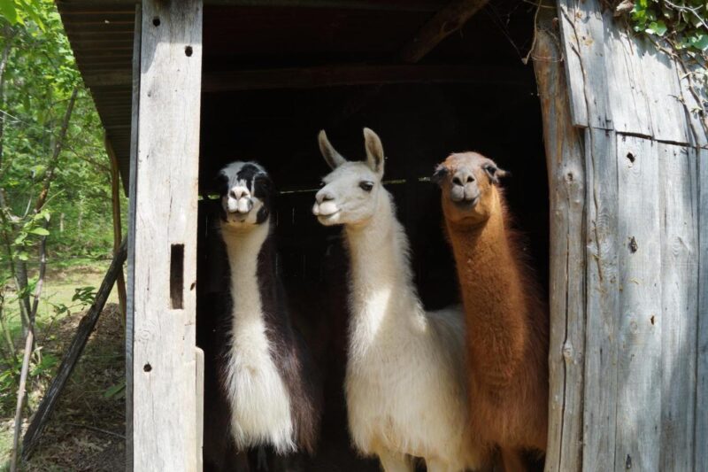 llama farm in france