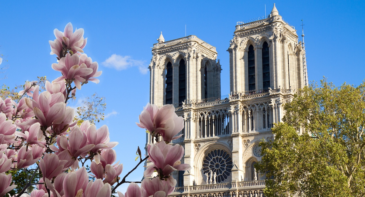Facade of Notre Dame cathedral with magnolia tree in foreground.