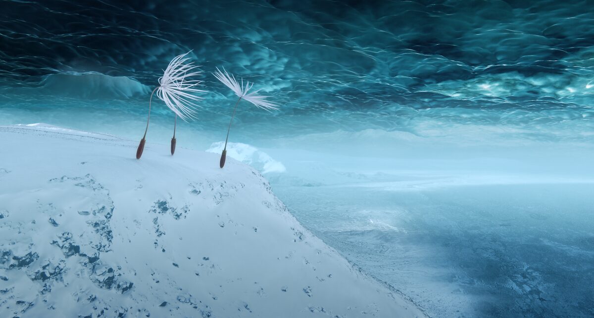 Wisps of dandelions floating through Arctic landscape