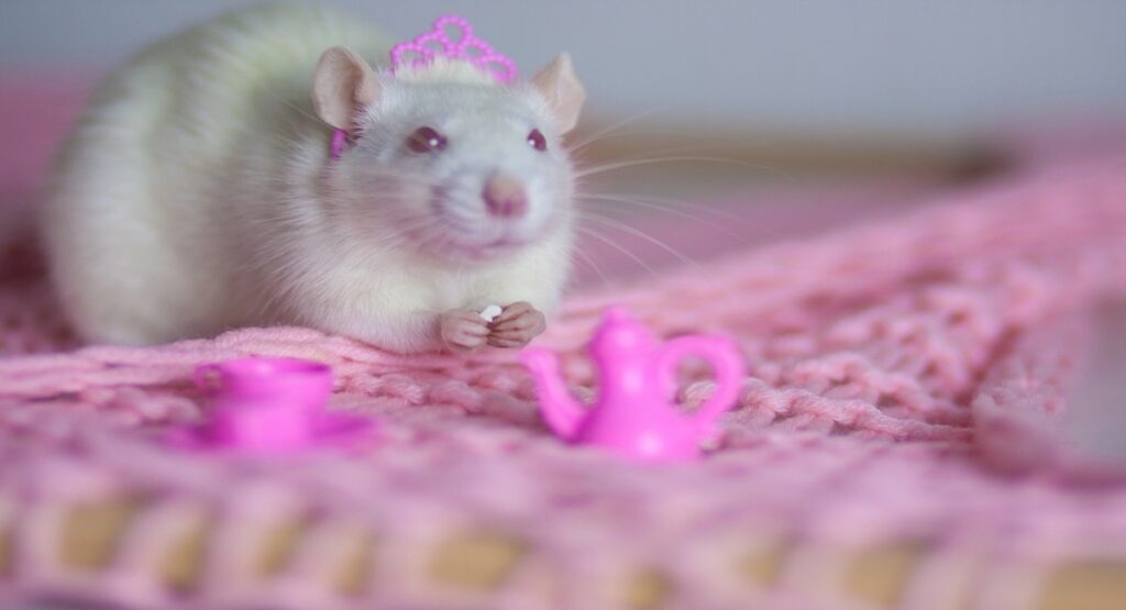 A white mouse wearing a small pink plastic crown looks curiously over a blanket with a little pink plastic toy tea set on top of it.