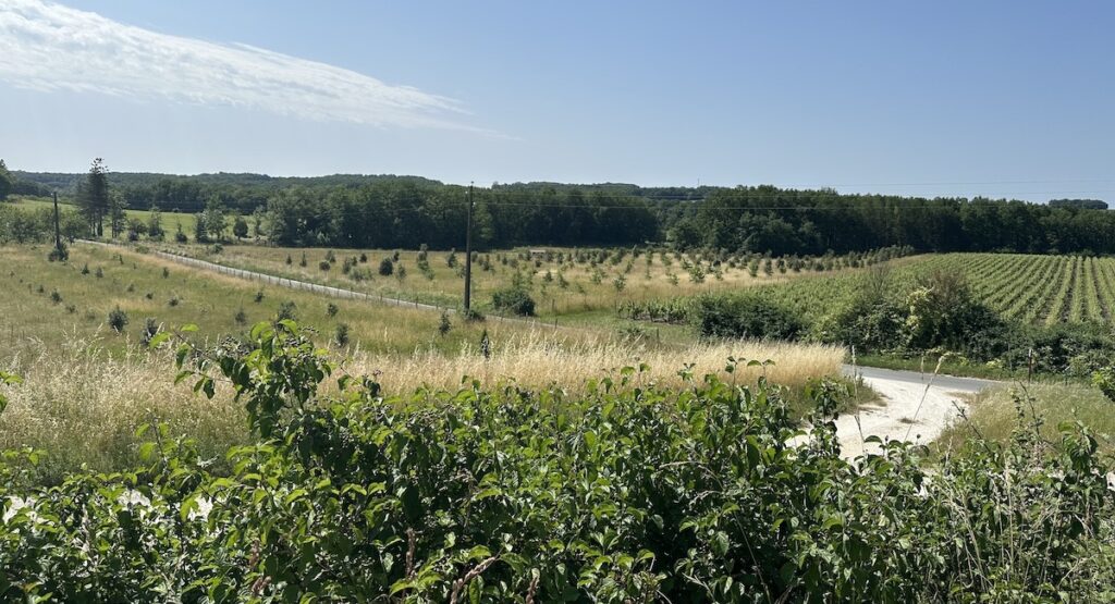 Vineyards and woods at Château Tour des Gendres in Bergerac