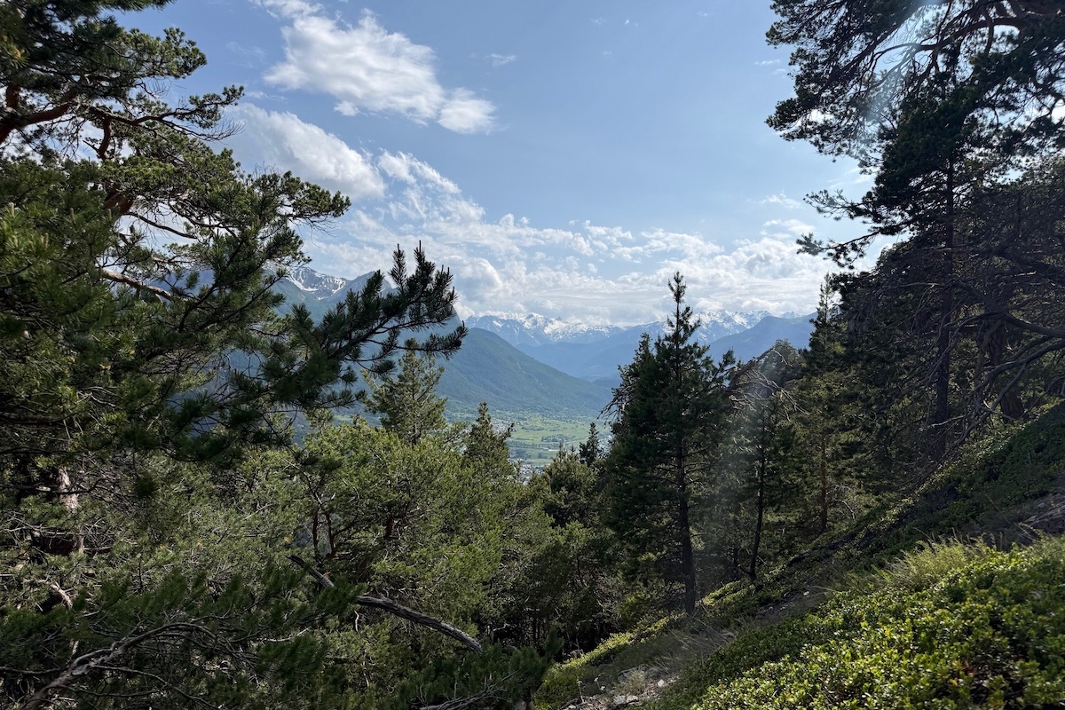 The Alps viewed through forest on a clear day
