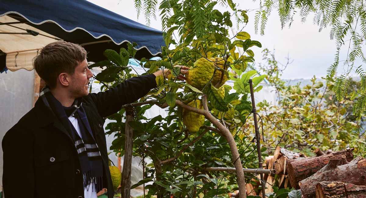 Man reaching for citrus fruit from tree