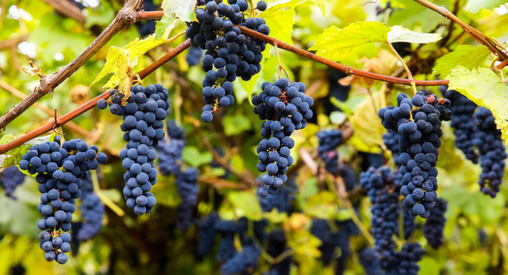 Red black bunches Pinot Noir grapes growing in vineyard.