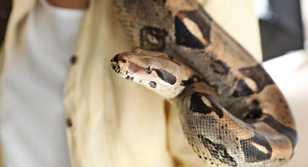 Woman with her boa constrictor on her shoulder.