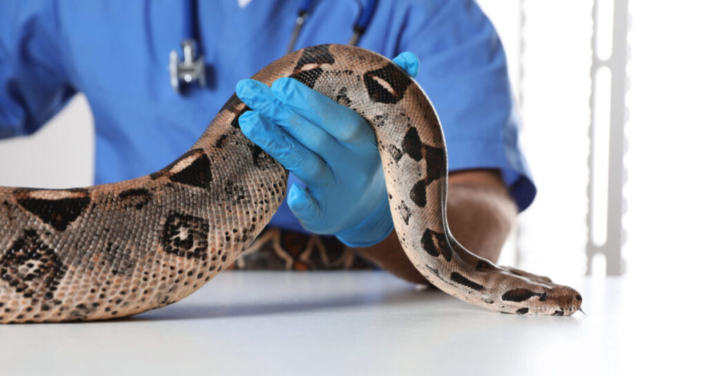 Male veterinarian examining boa constrictor in clinic.