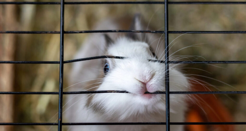 White and brown rabbit in an animal shelter.