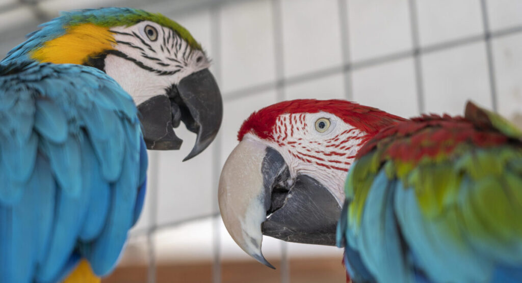 Blue and yellow macaw parrot and red macaw parrot.