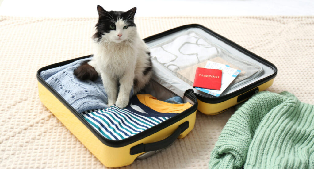 Cat sitting in suitcase with clothes and passport.