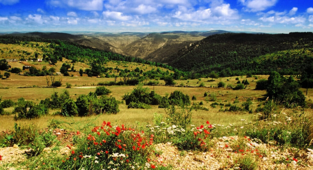 The green landscape of the Cévennes National Park.
