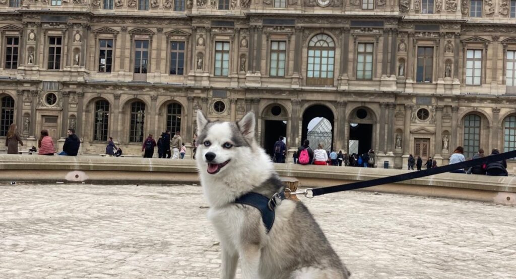 Dog standing in front of the Louvre.