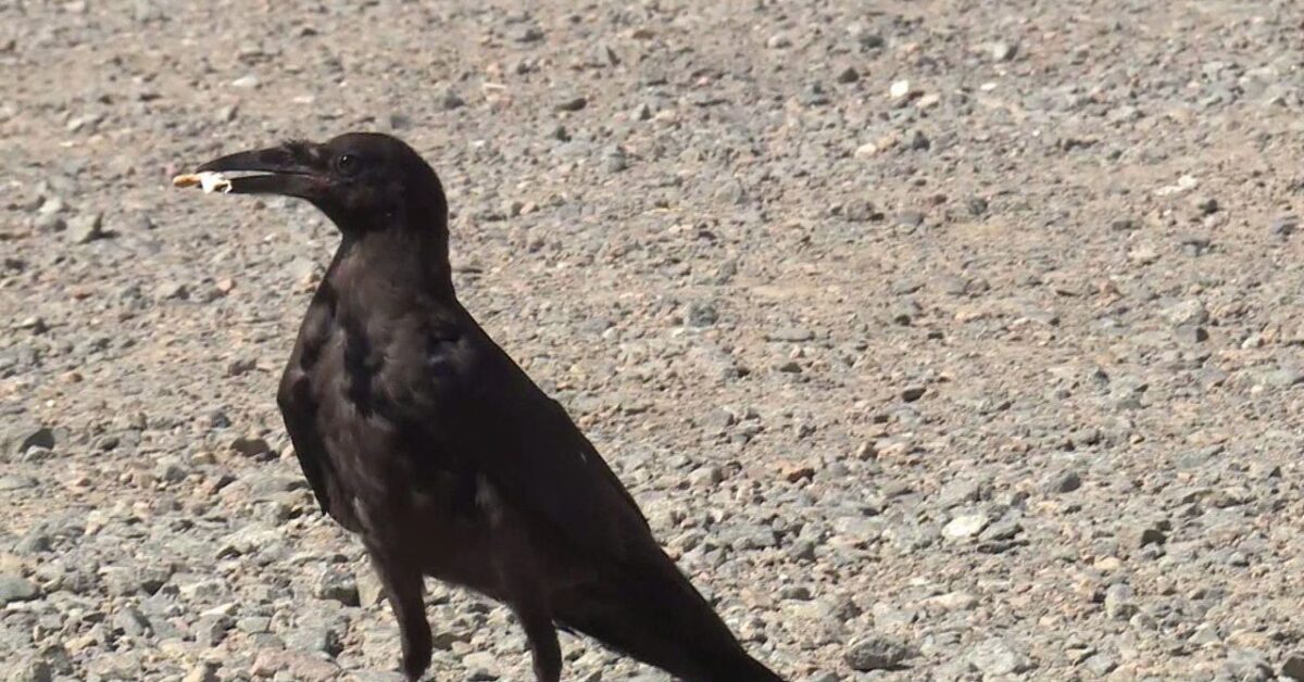 A bird standing on a rocky beach