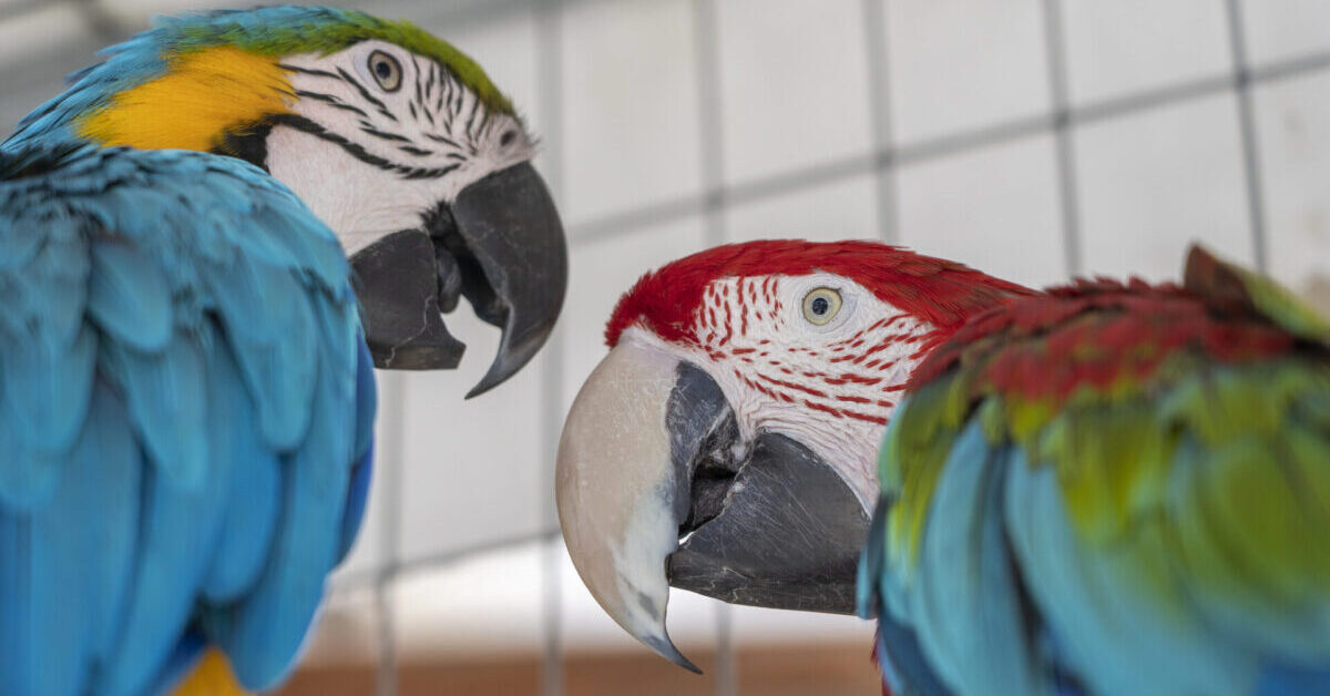 Blue and yellow macaw parrot and red macaw parrot.