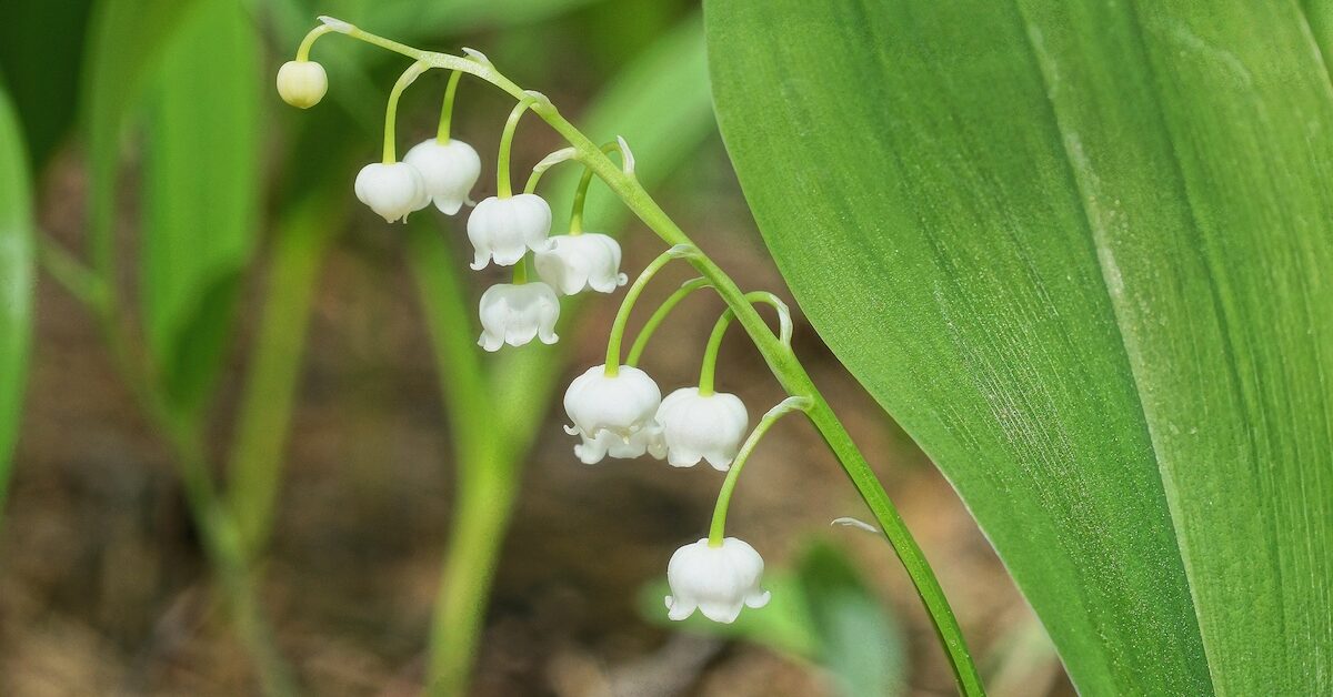 Lily of the valley in the wild