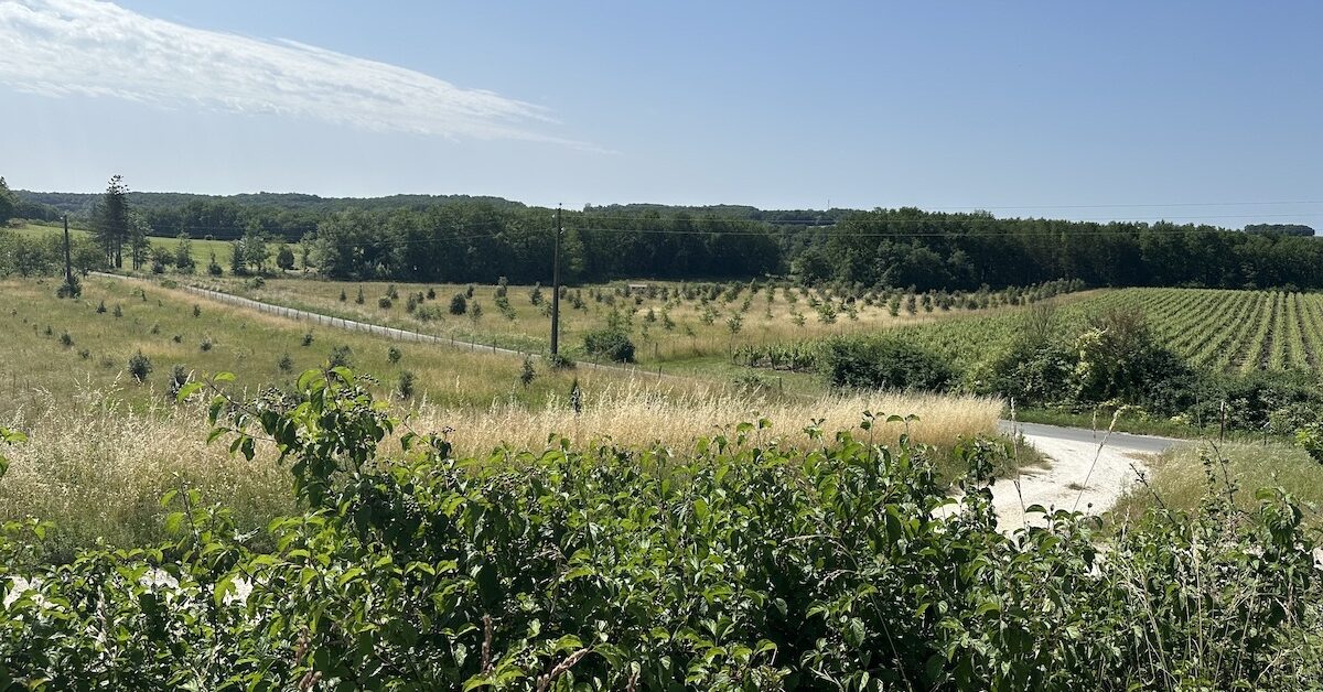 Vineyards and woods at Château Tour des Gendres in Bergerac