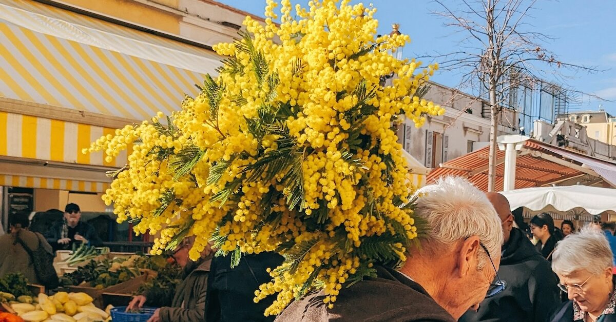 mimosa flowers in France