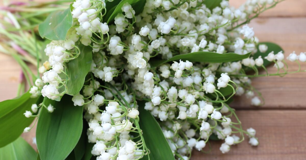 danutaniemiec-flowers-2088340