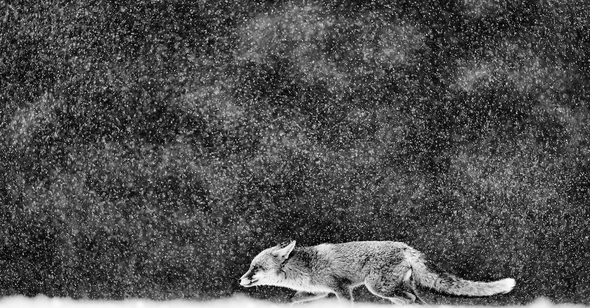 Red Fox hunting, Vulpes vulpes, wildlife scene from Europe. Black and white art photo. Orange fur coat animal in the nature habitat. Fox on the winter forest meadow, with white snow.