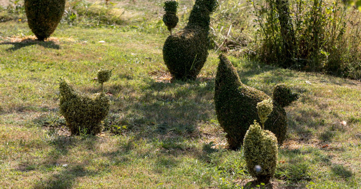 A cactus in a garden
