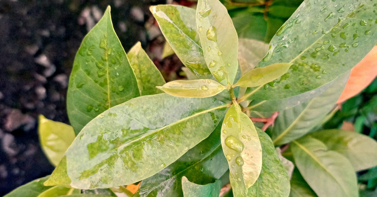 A close up of a green plant