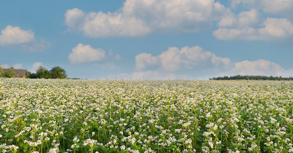 Panoramic view of a large buckwheat field. Buckwheat flower