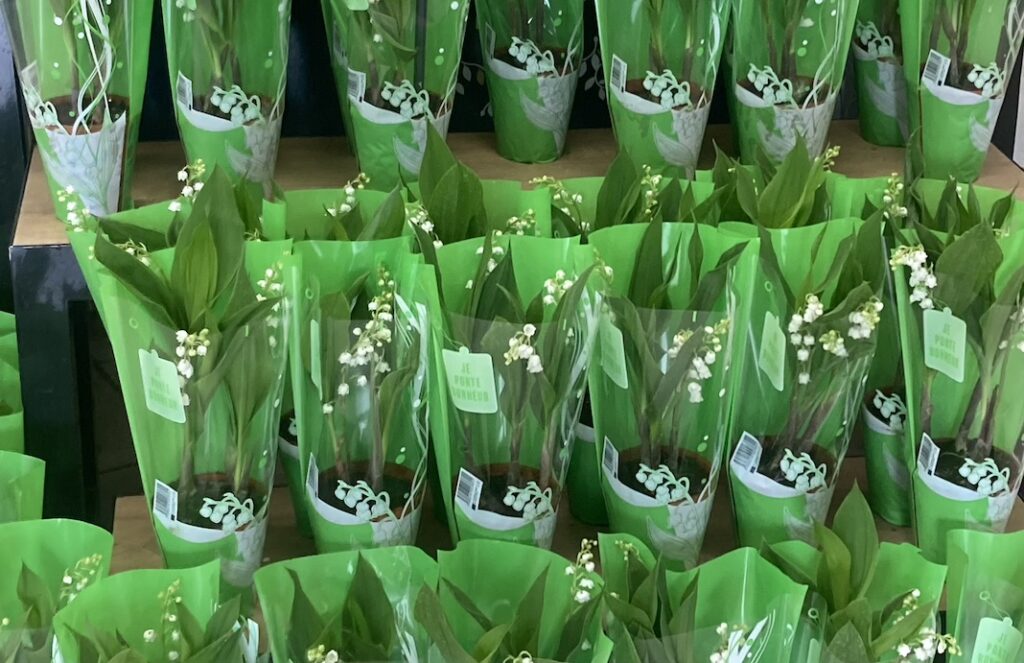 Pots of lily of the valley